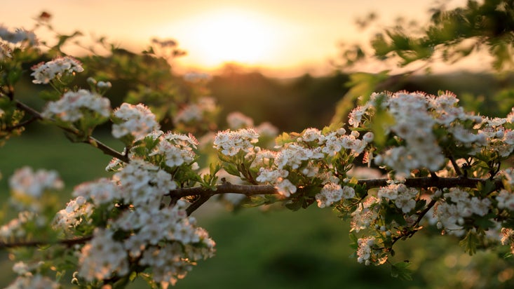 The small white flowers of the hawthorn tree are backlit by the orange glow of a summer sunset